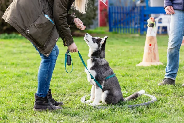 Mujer entrena con un joven husky en un campo de entrenamiento de perros — Foto de Stock