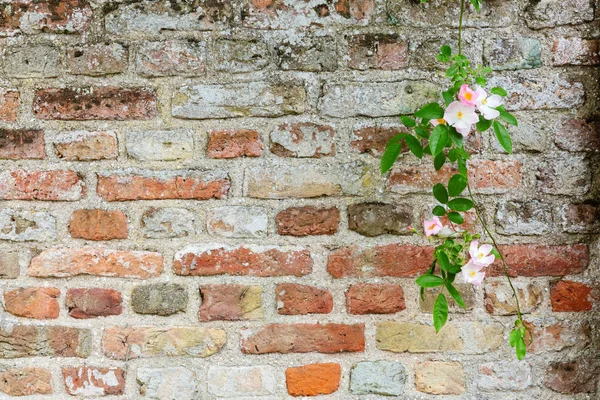 Parede de tijolo velho com um ramo de rosa de um lado — Fotografia de Stock