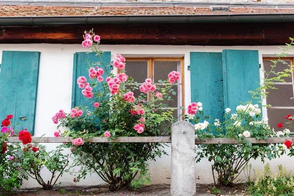 Klimmen rozen voor een oud huisje — Stockfoto