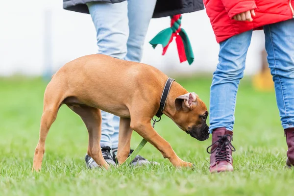 Mujer con un joven perro boxeador en la escuela de cachorros — Foto de Stock