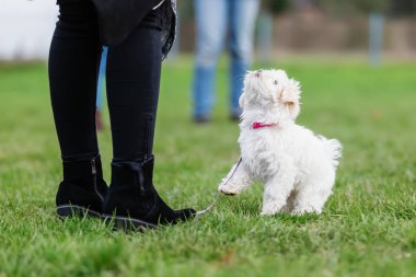 köpek okulunda bir malteser köpek yavrusu ile kadın