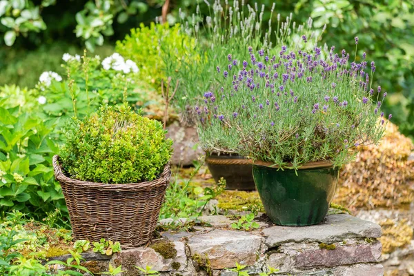 Flower pots with lavender and boxtree — Stock Photo, Image