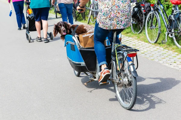 Cycliste avec une boîte spéciale pour chien — Photo