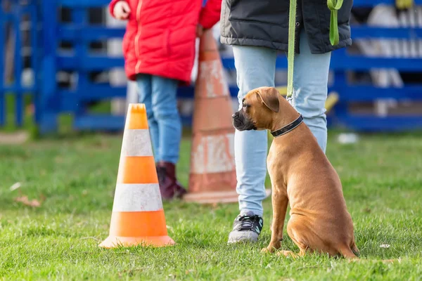 Kvinna med en ung boxare hund på en hund tränings fält — Stockfoto