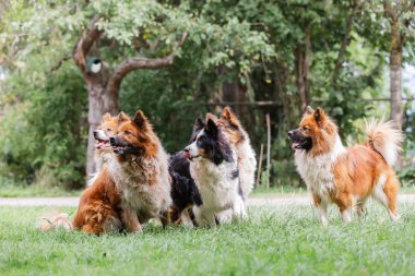 Dışarıda bir sürü sevimli köpek var.