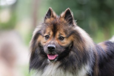 Bir elo köpeğinin portresi