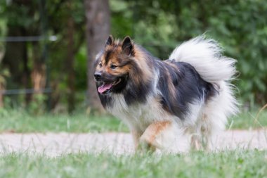 Elo köpek çayırda yürüyor.