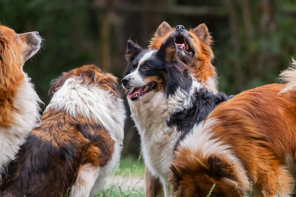 Pacote de bonito elo cães ao ar livre — Fotografia de Stock