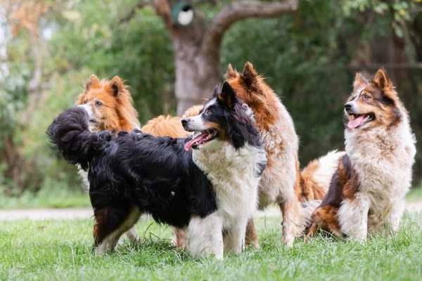 Paquete de perros elo lindo al aire libre — Foto de Stock