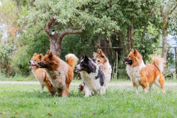 Pacote de bonito elo cães ao ar livre — Fotografia de Stock