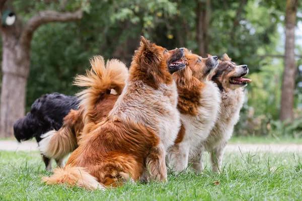 Förpackning med söta elo hundar utomhus — Stockfoto