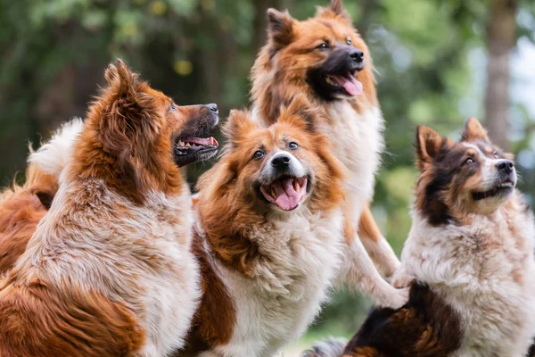 Rudel niedlicher Elo-Hunde im Freien — Stockfoto