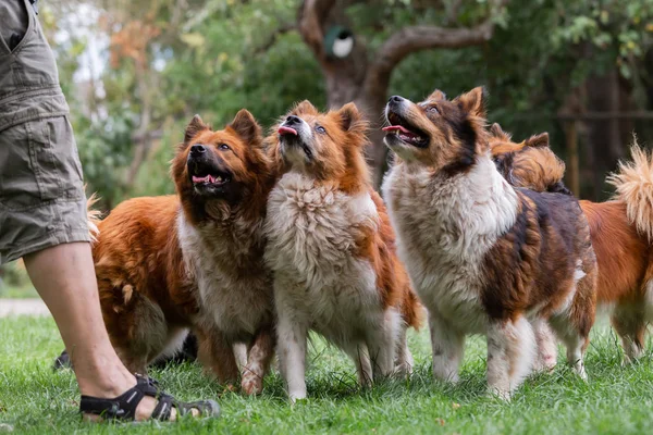 Stado uroczych psów elo na świeżym powietrzu — Zdjęcie stockowe