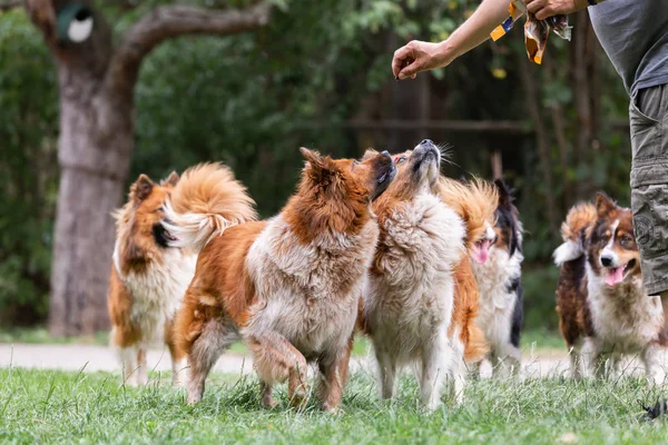 Man gives his elo dogs a treat — Stock Photo, Image