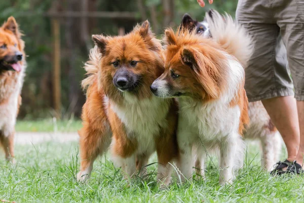 Lindo elo perros jugar al aire libre — Foto de Stock