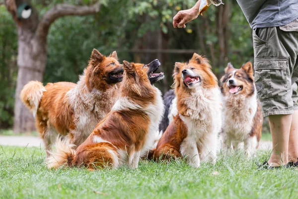 Homme donne à ses chiens elo un régal — Photo