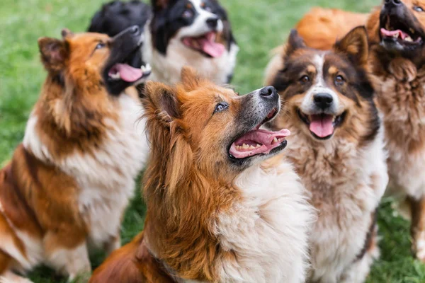 Pacote de bonito elo cães ao ar livre — Fotografia de Stock