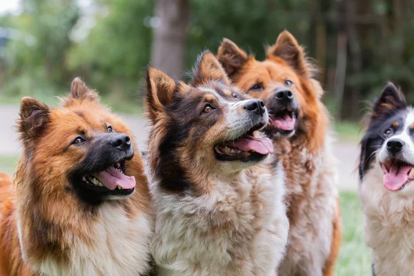 pack of cute elo dogs outdoors