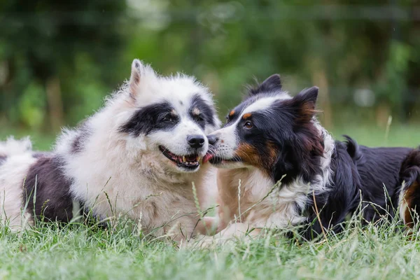 Dois cães elo abraçar juntos — Fotografia de Stock