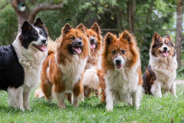 Pack of cute elo dogs outdoors — Stock Photo, Image