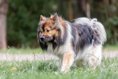 Elo köpek çayırda yürüyor.