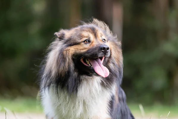 エロ犬の頭部の肖像画 — ストック写真