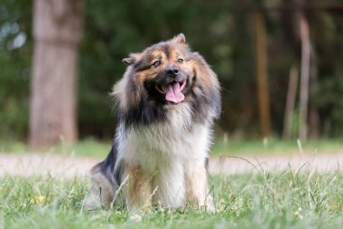 Elo köpeği çayırda oturuyor.