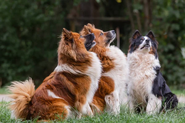 Tre elo hunde ser op til deres herre - Stock-foto