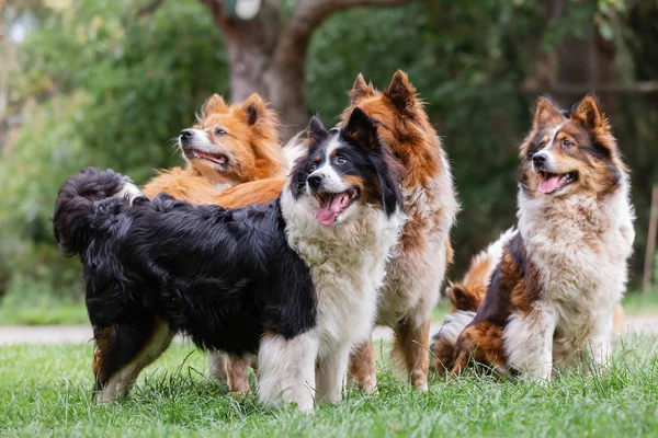 Pacote de bonito elo cães ao ar livre — Fotografia de Stock