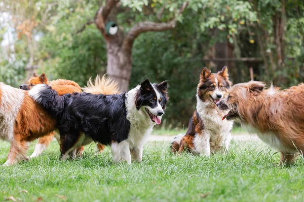 Rudel niedlicher Elo-Hunde im Freien — Stockfoto