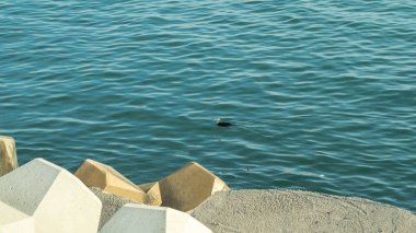 Karabatak suda yüzer.