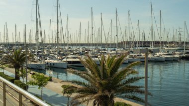Marina bir sürü tekne, palmiye ağaçları, güneş