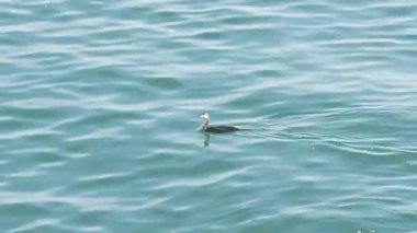 Karabatak mavi sularda yüzer