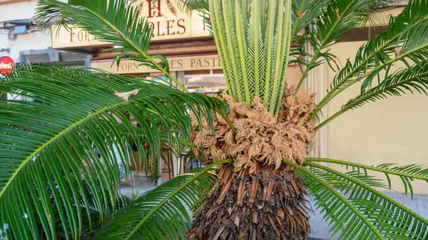 Frukten av trädet och palmkvistar närbild — Stockfoto
