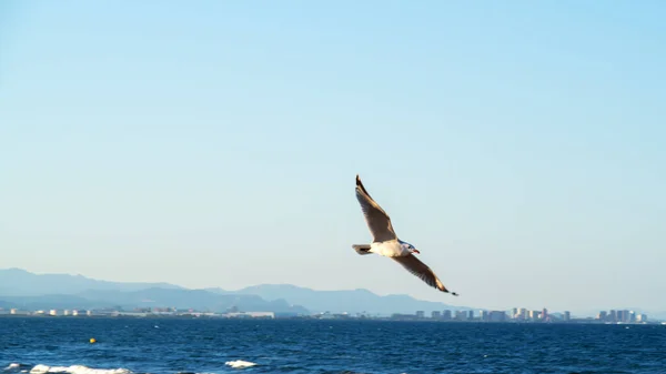 Gaivota voando sobre o mar em um fundo de montanhas distantes e cidade — Fotografia de Stock