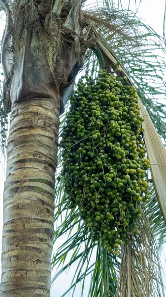 На пальмах много плодов — стоковое фото