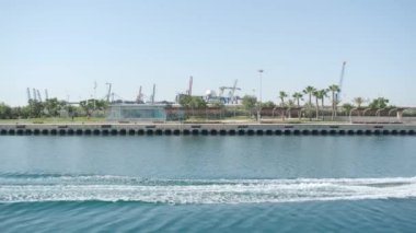 Genç papağanlar ağaçta oynaşıyor