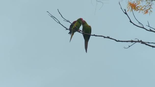 Die Jungen Papageien Tummeln Sich Auf Einem Baum — Stockvideo