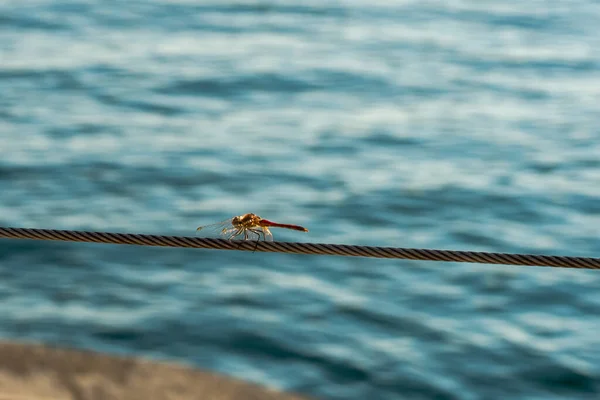 O Dragonfly closeup no fundo do mar — Fotografia de Stock