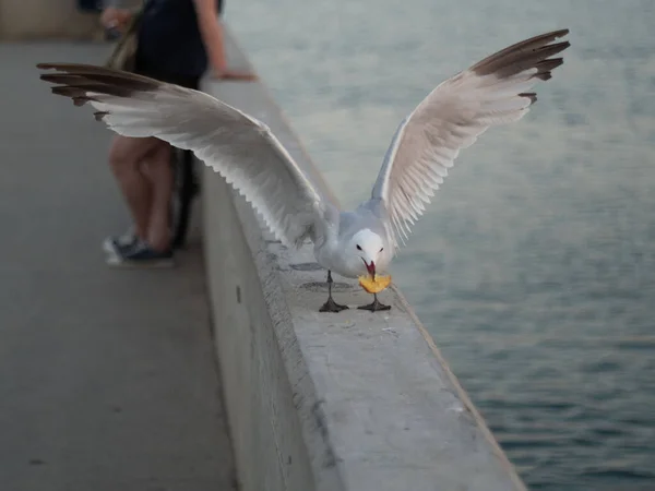Gull Raised Wings Eating Bread — Stock Photo, Image