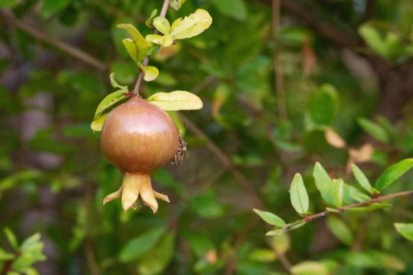 Primer Plano Fruta Granada Joven — Foto de Stock