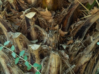 Hurma ağacının gövdesine yakın bir yerde.