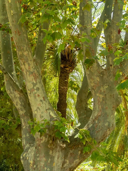 Palmeira Emoldurada Árvores Caducas — Fotografia de Stock
