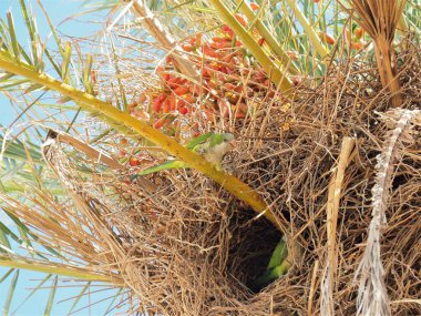 Palmiye ağacındaki papağanlar 