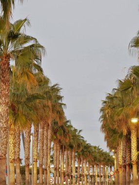 Palmiye ağaçları ve mavi gökyüzü