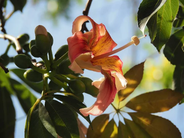 Flacon Fleurs Brillantes Feuilles Arbre — Photo