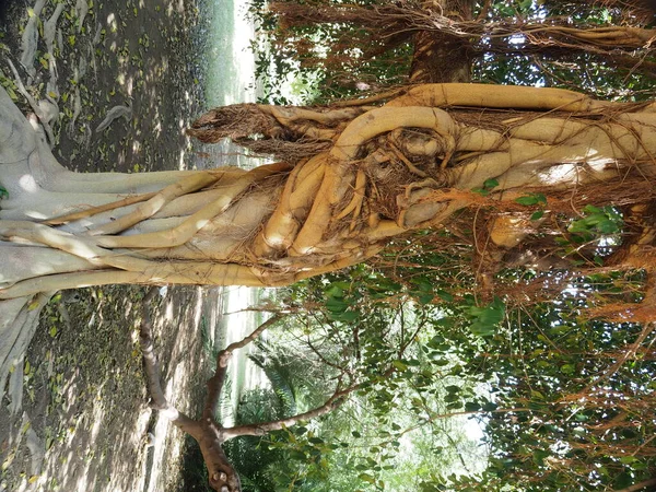 Trunchiul Ficusului Acoperit Rădăcini Aeriene — Fotografie, imagine de stoc