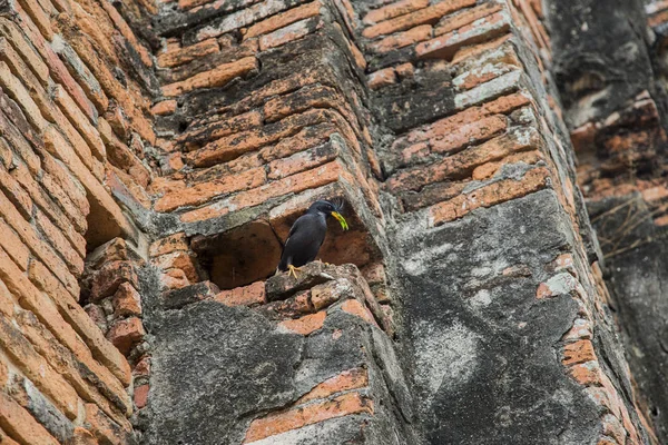 Oiseau Noir Avec Des Feuilles Vertes Sur Vieilles Briques Concept — Photo