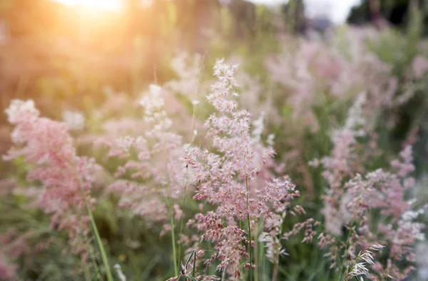 夏の風の強い日にナタール コヌカグサのピンクの花を閉じます 自然の背景 — ストック写真