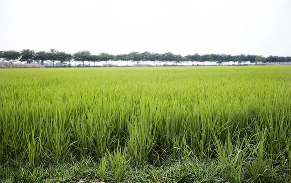 Campo Arroz Paisagem Árvore Grande Para Fundo — Fotografia de Stock